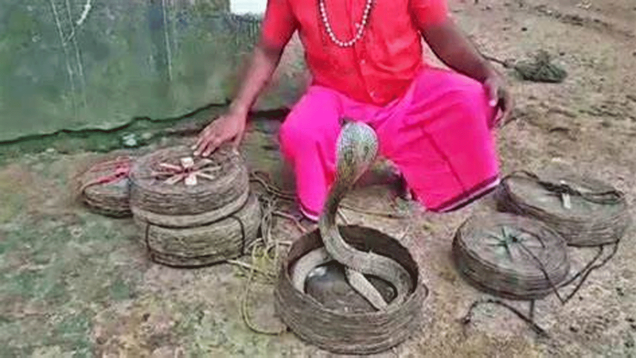 No snakes no marriage | అల్లుళ్లకు కట్నంగా పాములు.. లేదంటే పెళ్లి క్యాన్సిల్