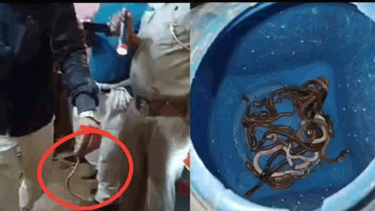 snakes | వామ్మో.. ఆ ఇంట్లో 60 పాములు.. పెంపుడు పాములైతే కాదుగా..!