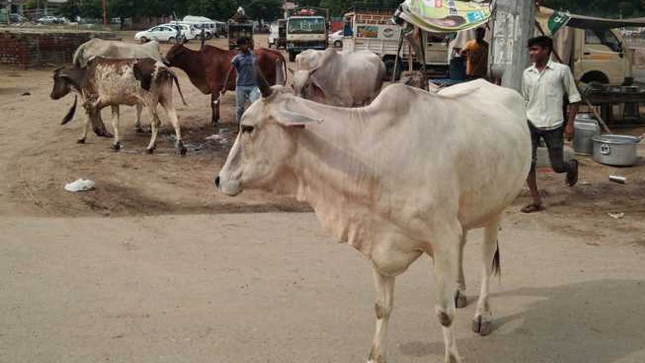 Cattle Management | పశువులను ఊరుపై వదిలేస్తే 5 చెప్పు దెబ్బలు, రూ.500 జరిమానా.. ప్రజలకు ఓ గ్రామ సర్పంచ్ ఆదేశం