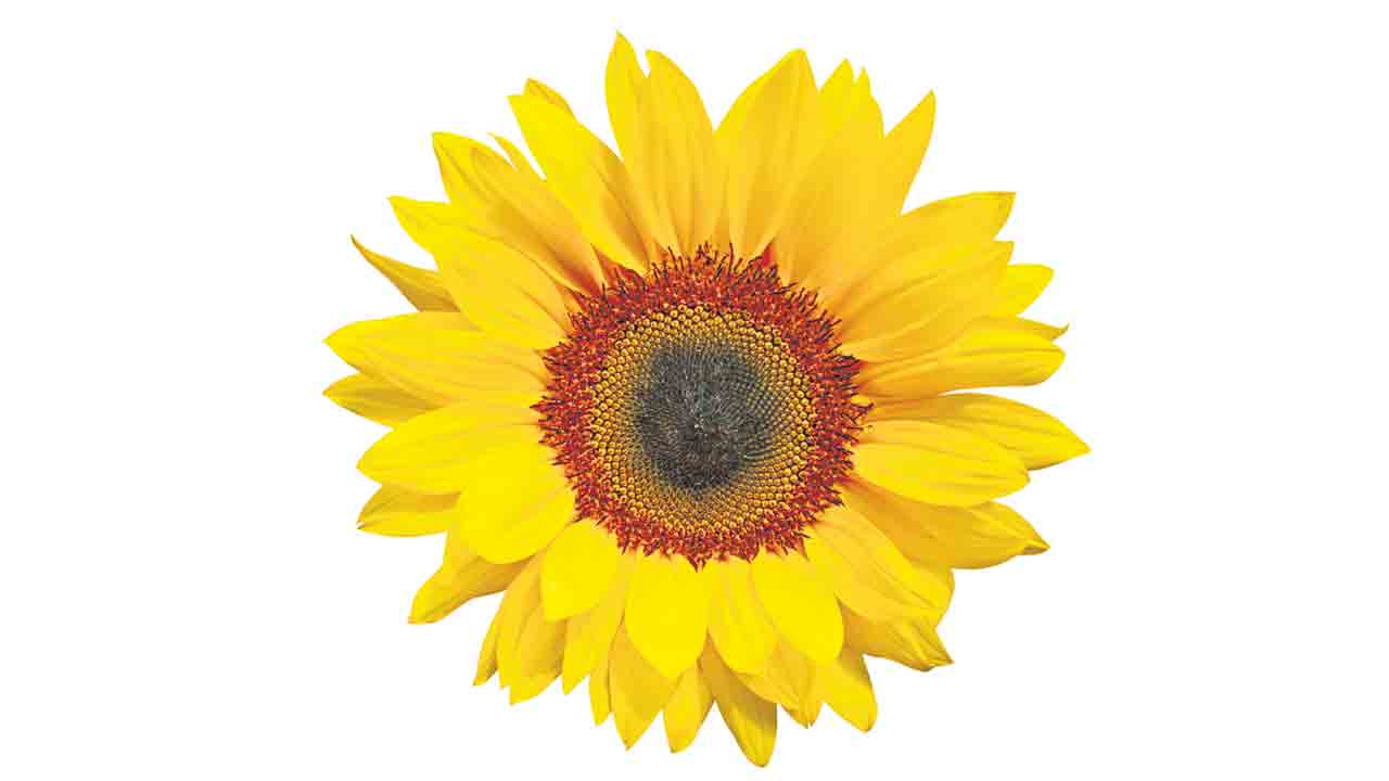 Sunflower Health Benefits | పొద్దుతిరుగుడి పువ్వు గింజలతో ఇన్ని ప్రయోజనాలున్నాయా?