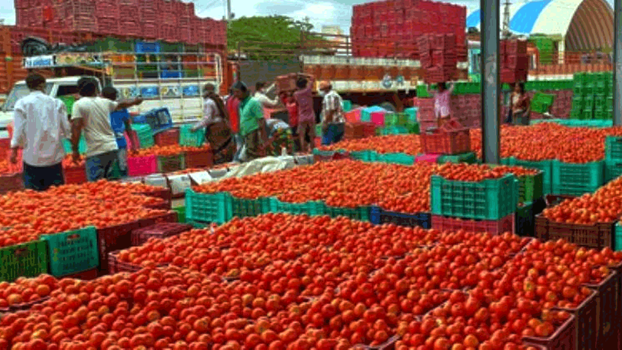 Tomato | చుక్కలు చూపిస్తున్న టమాటా ధరలు.. త్వరలో కిలో రూ.300కు చేరే అవకాశం..!