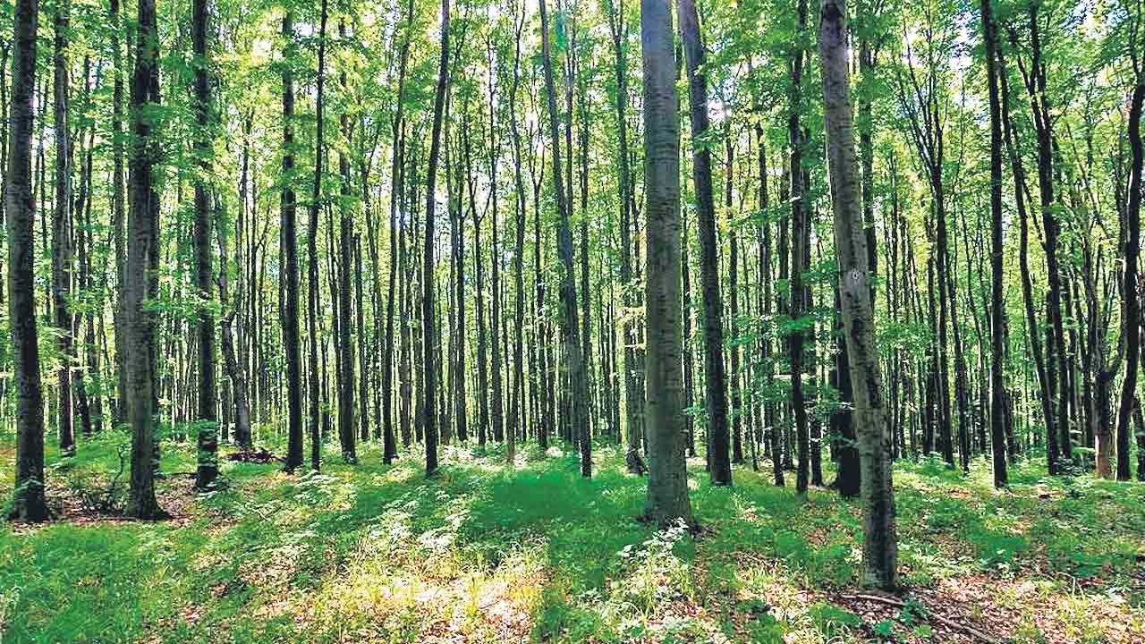 ఆ బిల్లుతో అటవీ రక్షణలు చెల్లు