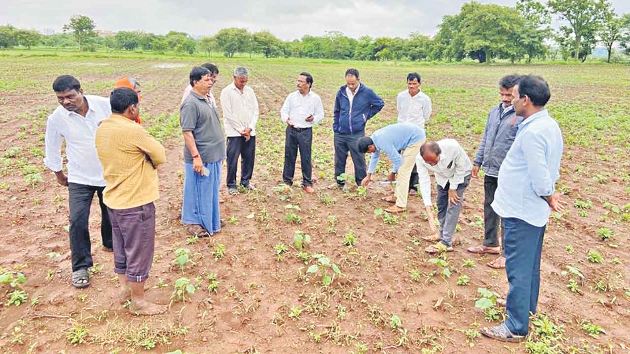 పంటలు జాగ్రత్త..