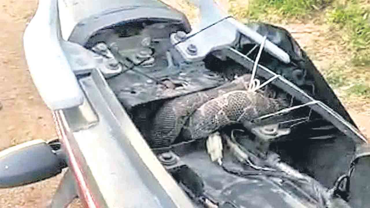 బైక్‌ సీటు కింద పాము