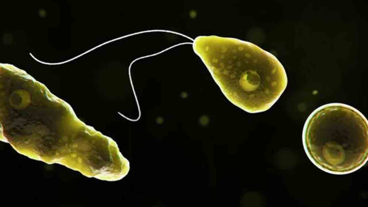 Brain Eating Amoeba |  కేరళలో బయటపడ్డ మెదడు తినే అమీబా.. నీళ్లతో వచ్చే ఈ వ్యాధి సోకితే ఏమవుతుంది?