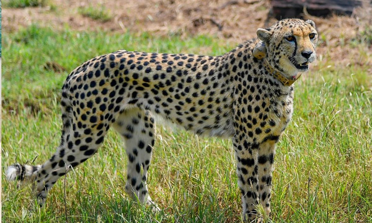 చీతాల మెడలో రేడియో కాలర్‌ తొలగింపు