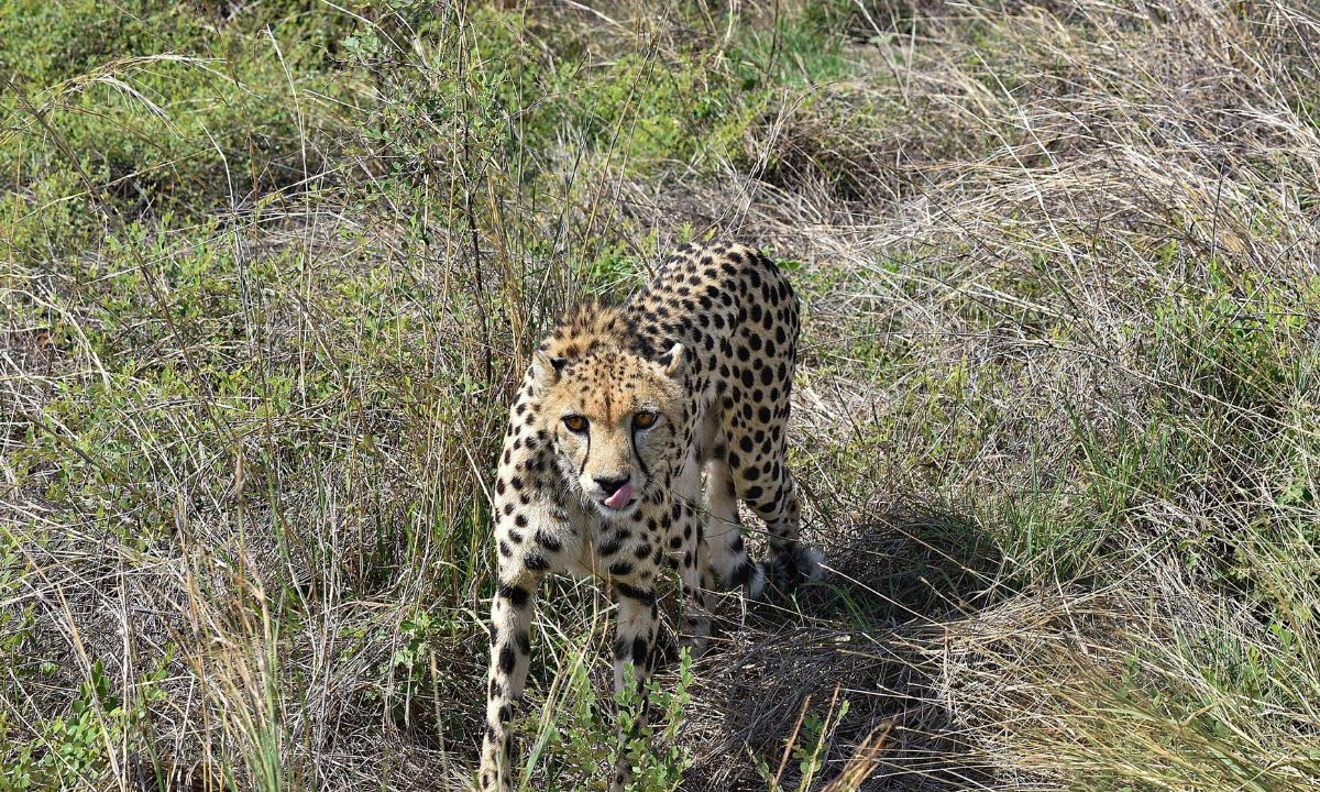 cheetah| కునో నేషనల్‌ పార్కులో చీతా మిస్సింగ్‌