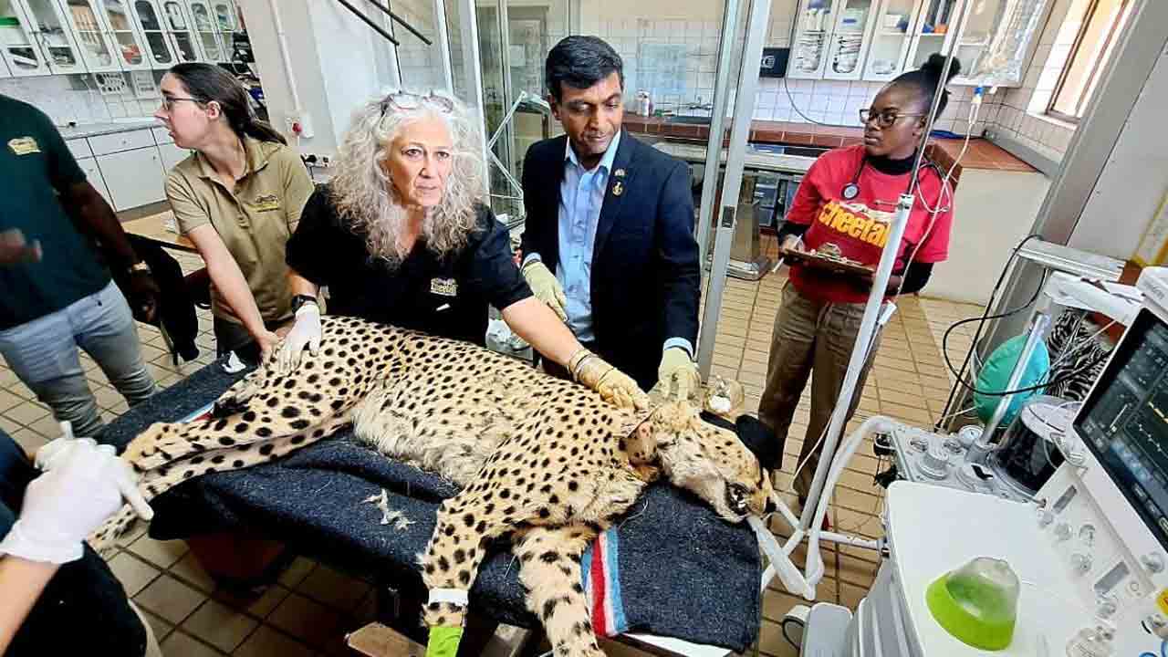 కునో జాతీయ పార్కులో మరో చీతా మృతి