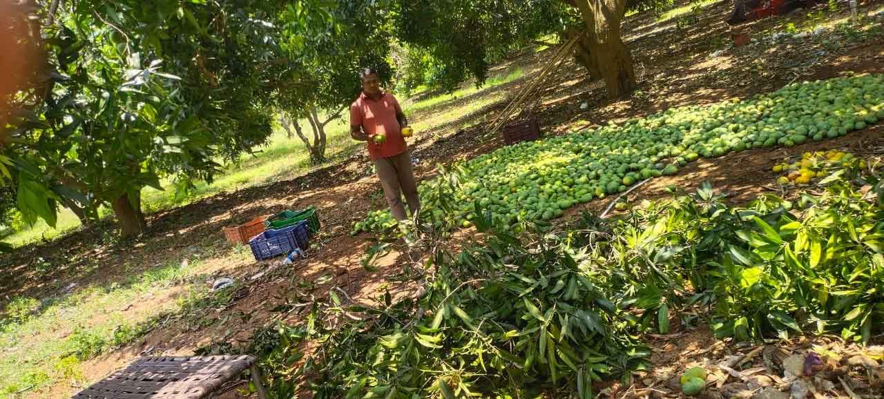 పంట నష్ట పరిహారం రూ.19.67కోట్లు