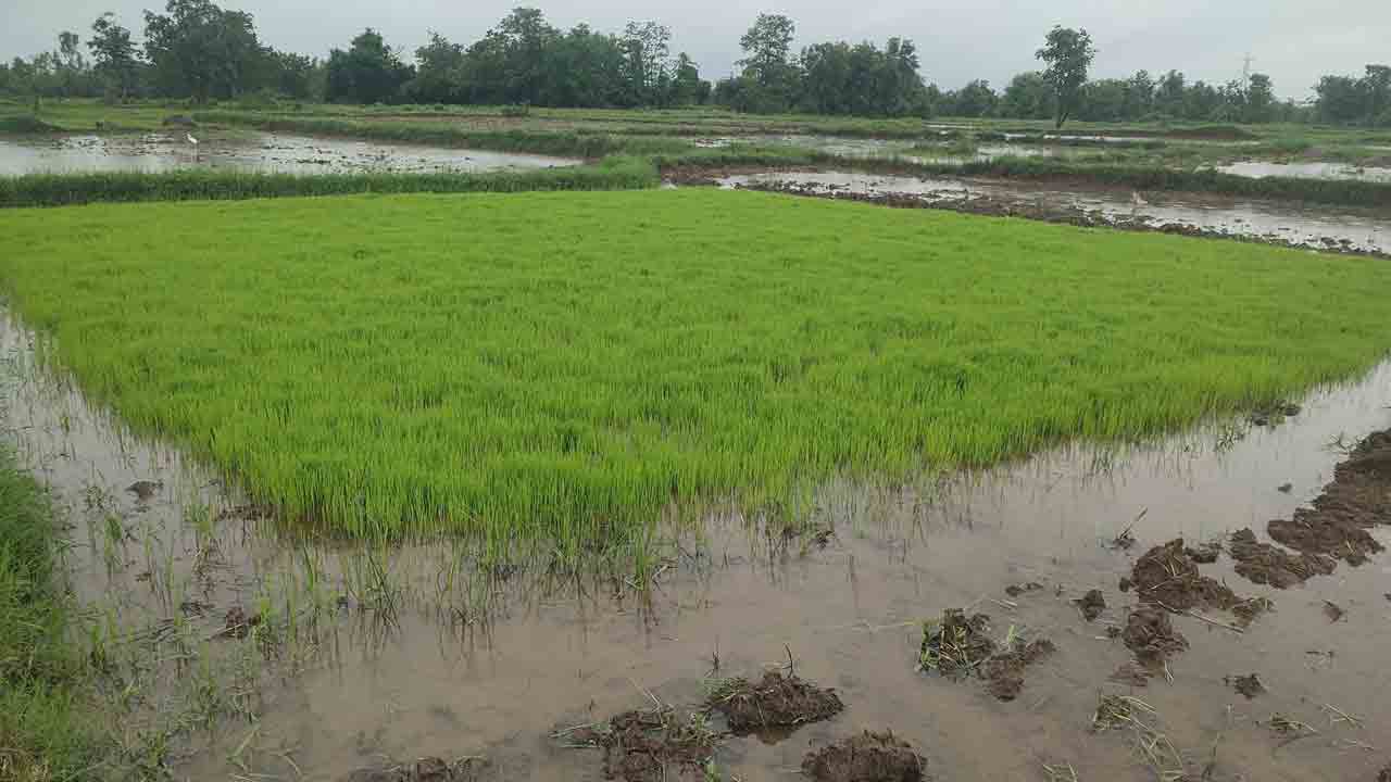 సరస్వతీ కెనాల్‌.. సాగునీటికి భరోసా