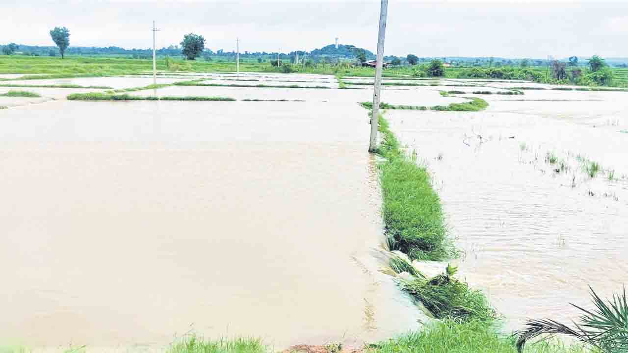 Crops Rain Water