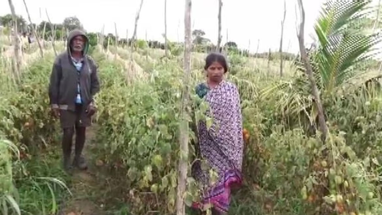 Tomato | కర్ణాటకలో రూ. 2.5 లక్షల విలువ చేసే టమాటా చోరీ.. కేసు నమోదు