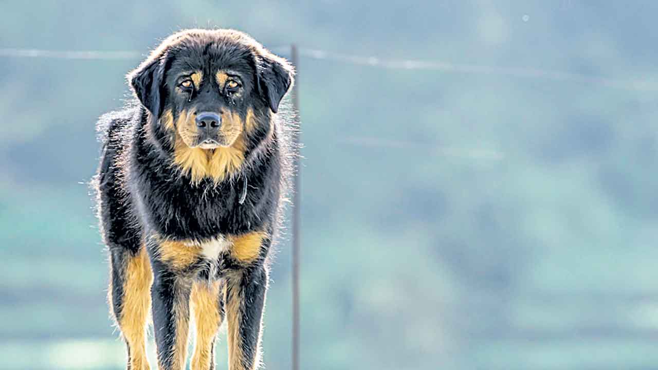 Alimony | భార్యకే కాదు.. శునకాలకూ భరణం ఇవ్వాల్సిందే.. భర్తను ఆదేశిస్తూ బాంబే కోర్టు తీర్పు