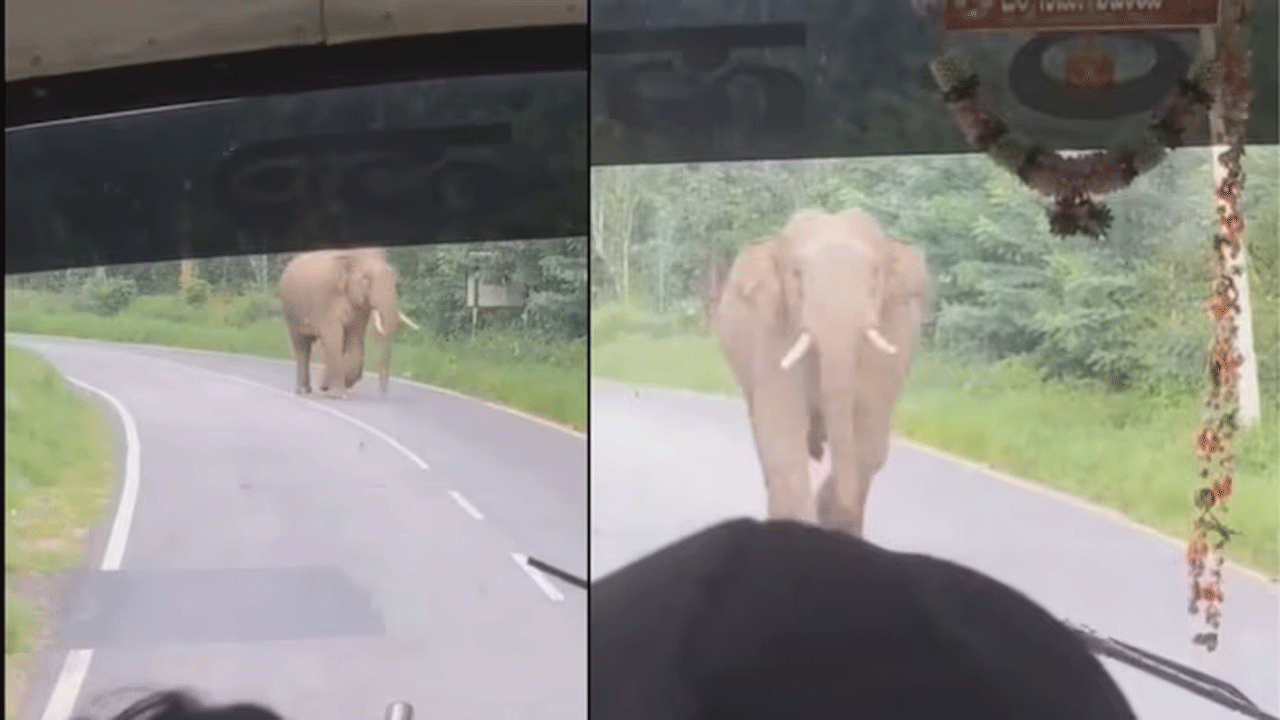Viral Video | బ‌స్ వైపు దూసుకొచ్చిన ఏనుగు..ఆపై ఏమైందంటే..!