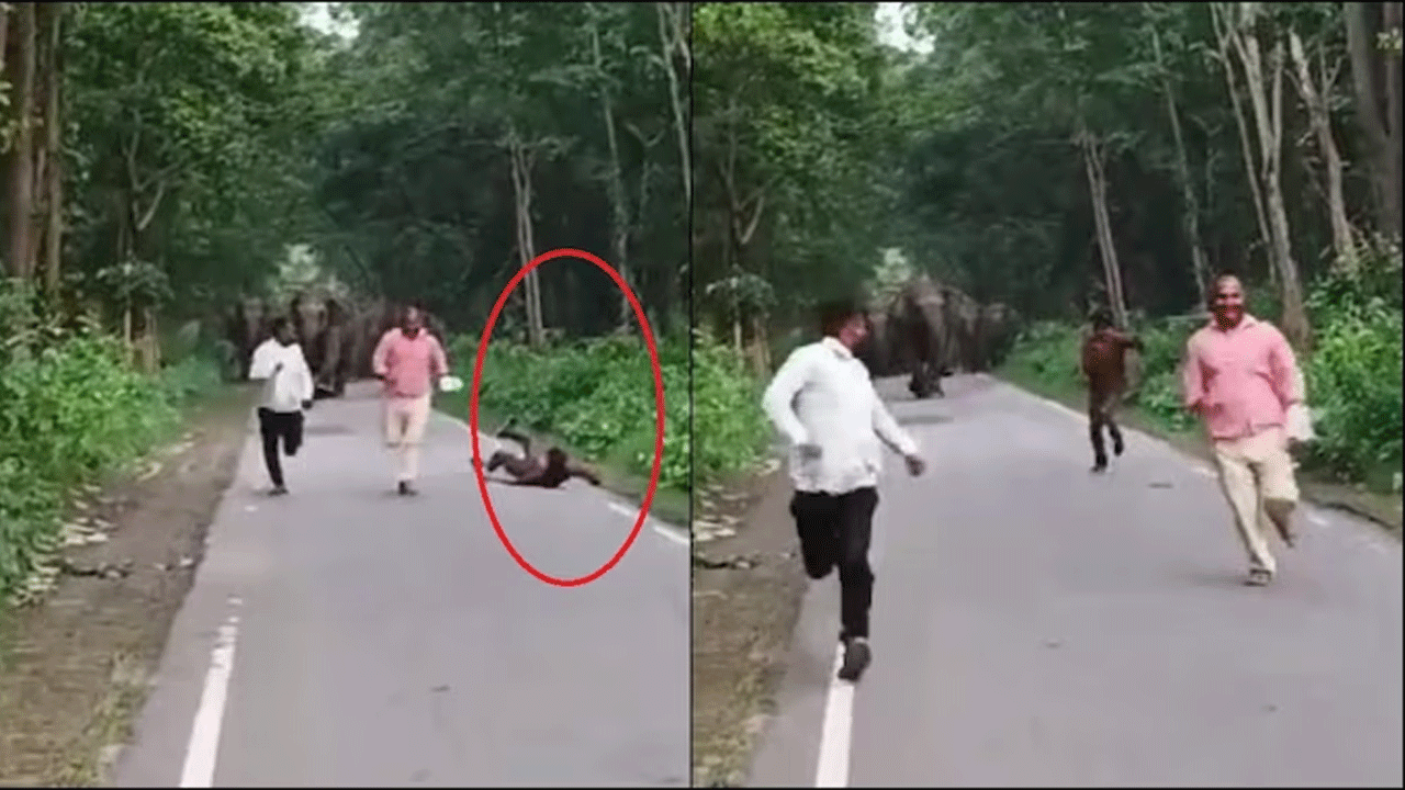 Elephants | ఏనుగుల‌తో సెల్ఫీలు : ముగ్గురు వ్య‌క్తుల‌ను వెంటాడిన గ‌జ‌రాజుల‌ గుంపు