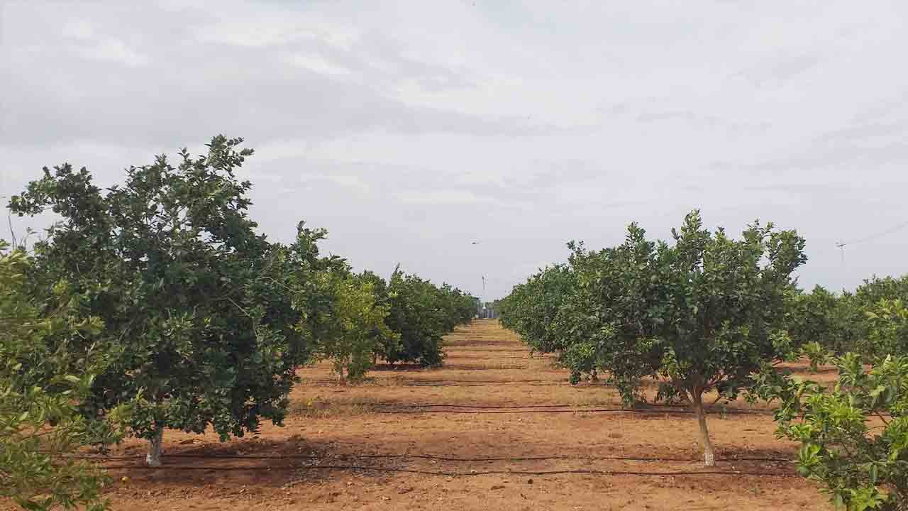 పండ్ల తోటలకు ప్రోత్సాహం