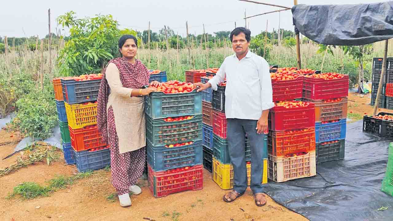 Tomato | అప్పుడు టమాటలు పండిస్తే కూలీ డబ్బులు కూడా రాలేదు.. ఇప్పుడు కోటీశ్వరులు అవుతున్న టమాట రైతులు