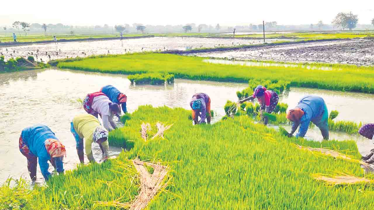 సాగు జోరు..