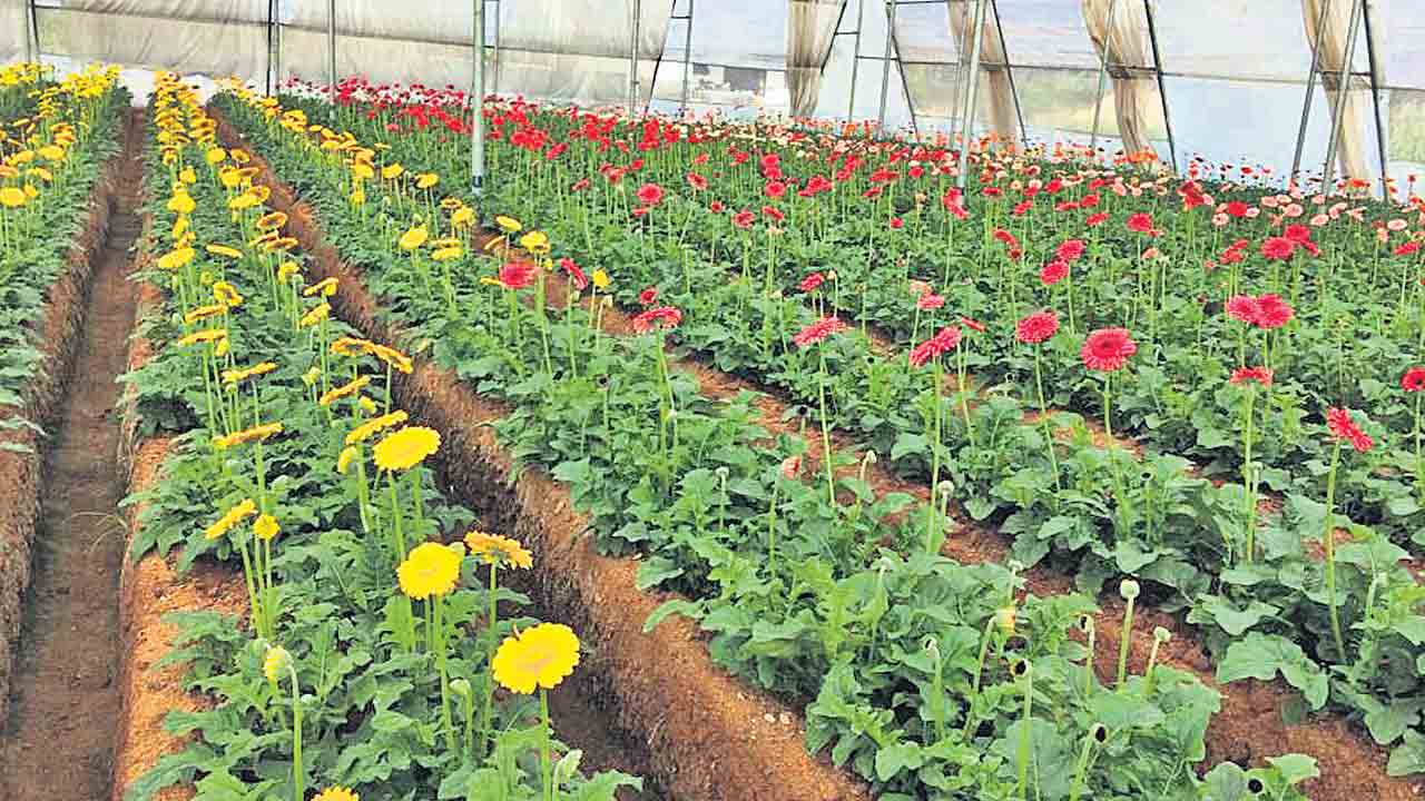 పాలిహౌజ్‌ సిరుల పంట