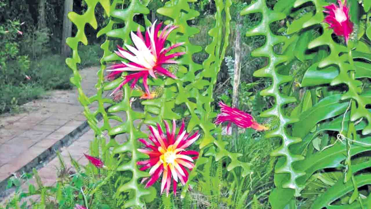 Cactus | చేప ఎముకను పోలిన ఈ చెట్టును ఎప్పుడైనా చూశారా?