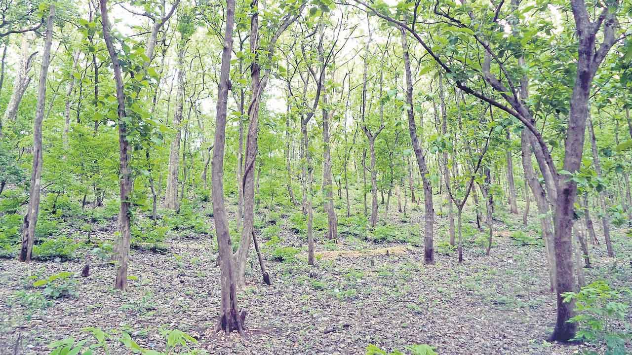 Forests