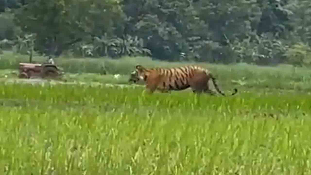 Watch: పొలం దున్నుతున్న రైతు, అతడి పక్కనే పులి.. తర్వాత ఏం జరిగిందంటే?