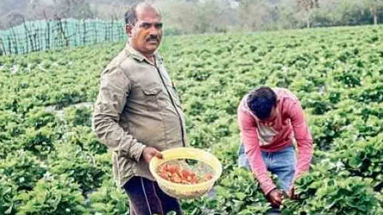 పండ్ల తోటలకూ ఆర్థిక సాయం