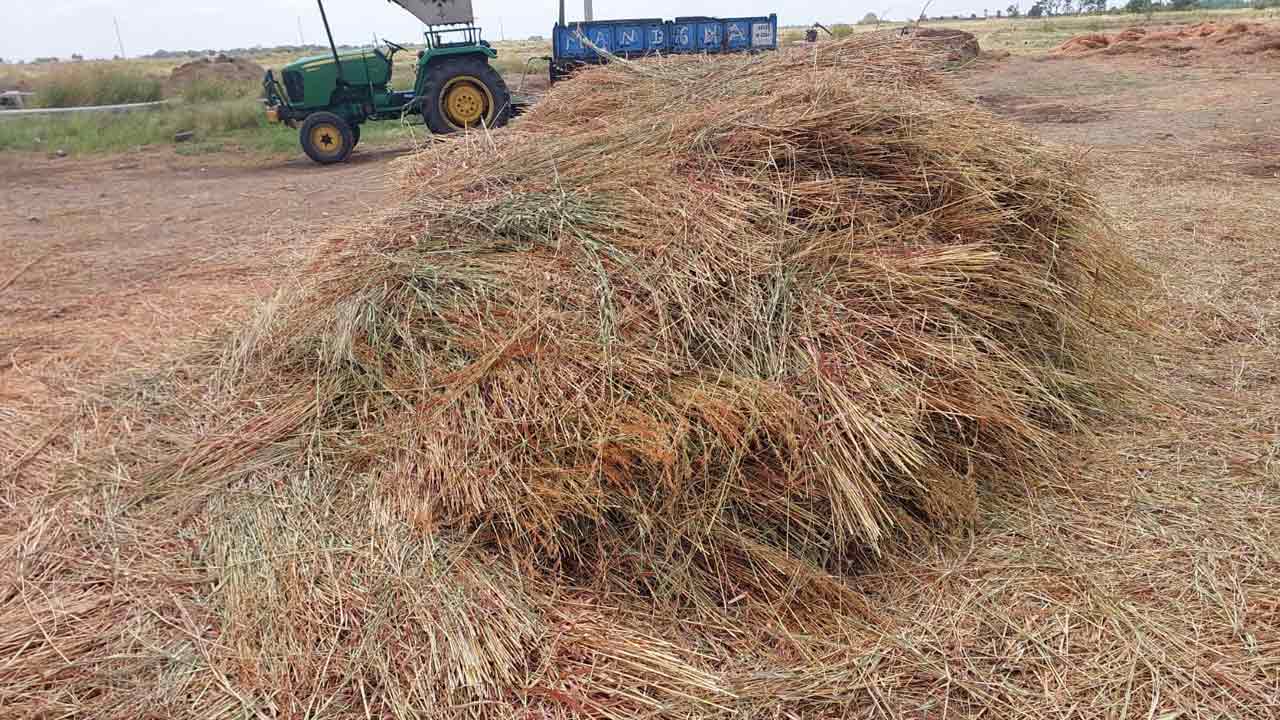 లెమన్‌గ్రాస్‌.. లాభాలు భేష్