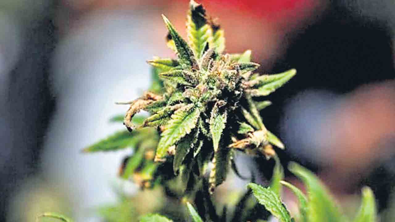 ‘గంజాయి’ ఔషధ ప్రాజెక్ట్‌