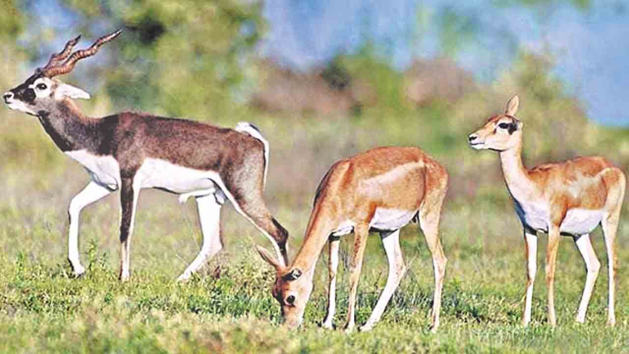 పొలాల్లోకి వన్యప్రాణులు