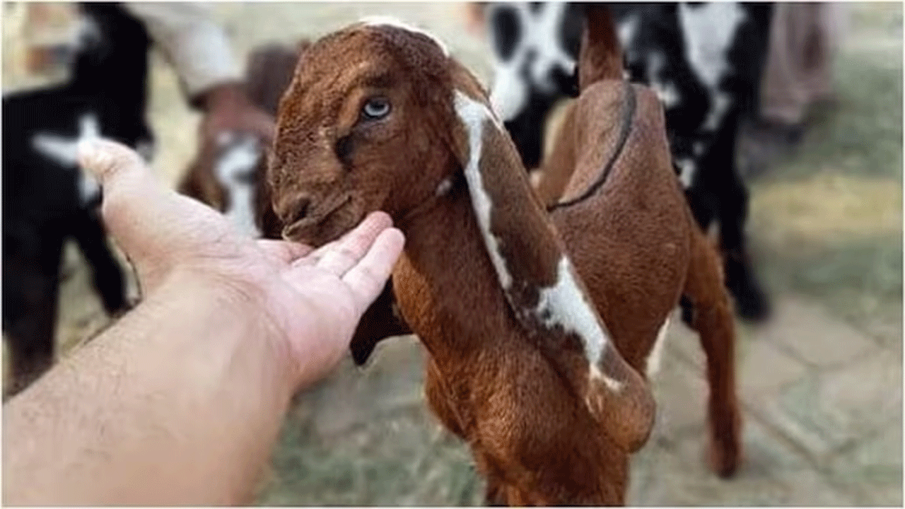 మేక‌ను బ‌లి ఇచ్చాడు..ఆపై తానే బ‌ల‌య్యాడు..!