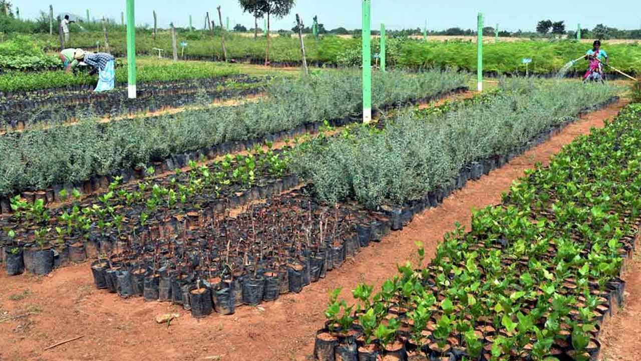 పుడమికి పచ్చలహారం