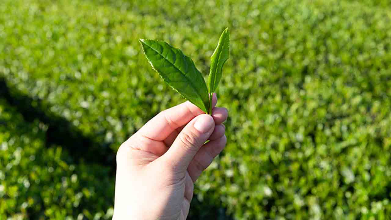 Tea History | చైనాలో క్రీ.పూ. నుంచే తేయాకు పండినప్పటికీ జపాన్‌కు అస్సలు ఇవ్వలేదు.. చివరకు ఆ బౌద్ధ భిక్షువు పుణ్యమా అని చేరింది!