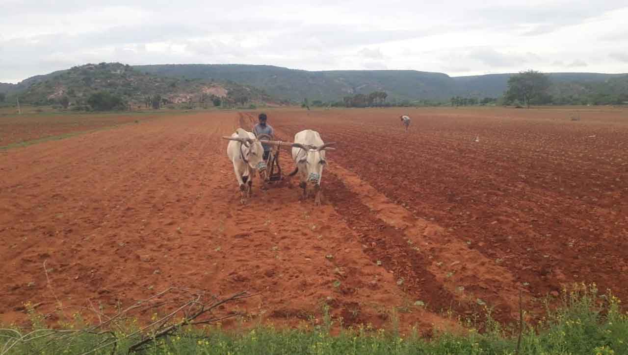 గువ్వలగుట్టలో సంతోషాల గలగల పోడు సంబురం
