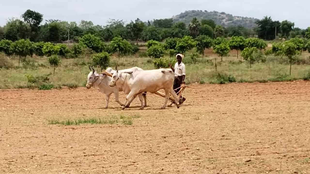 పట్టా సంబురం