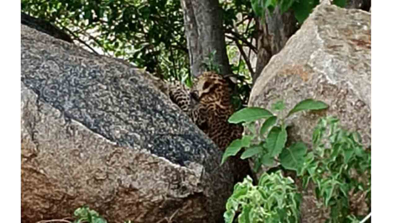 Leopard | శ్రీరామకొండలో చిరుత ప్రత్యక్షం