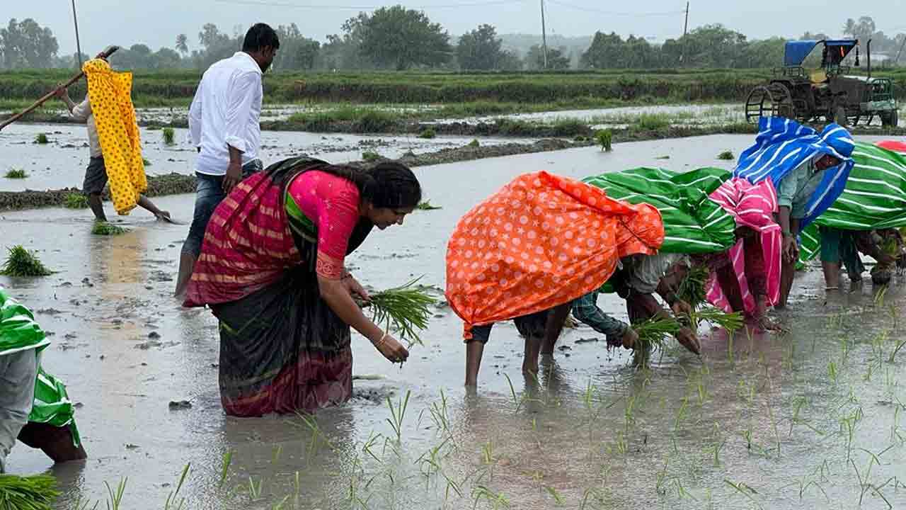 MLA Padmadevender Reddy | కూలీలతో కలిసి నాట్లు వేసిన.. ఎమ్మెల్యే పద్మాదేవేందర్ రెడ్డి