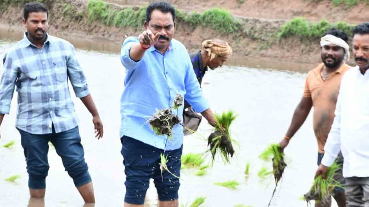 MLA Ravi Shankar | పొలంలో కూలీలకు నారు పంచిన ఎమ్మెల్యే రవి శంకర్‌