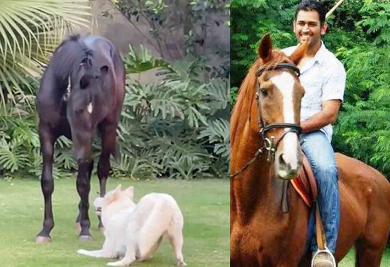 MS Dhoni | కూల్ కెప్టెన్ ఫామ్ హౌస్లో అరుదైన జంతువులు.. ధర తెలిస్తే నోరెళ్లబెడతారు..!