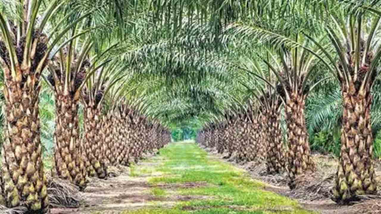 ఆ ఐదు జిల్లాల్లోనూ ఆయిల్పామ్ సాగు