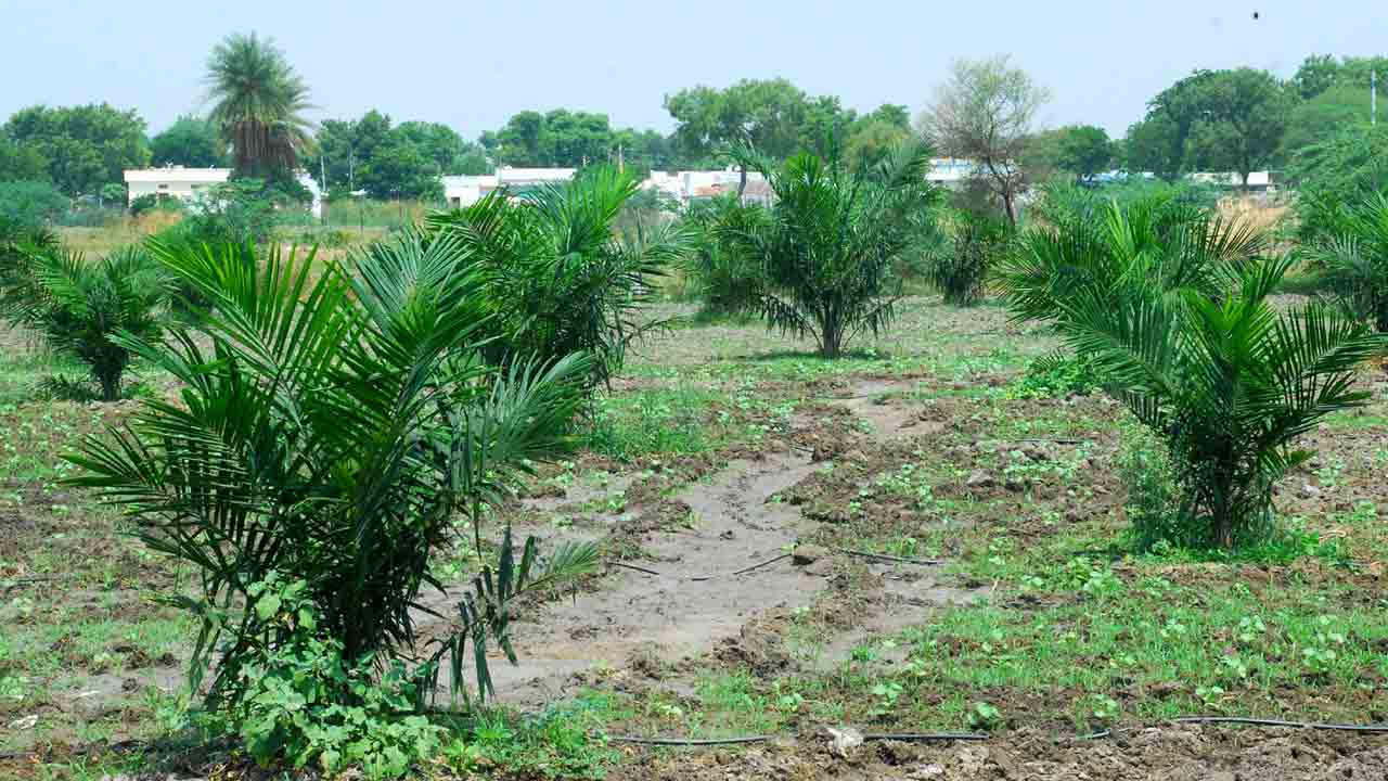 ఆయిల్పాం వేగంగా ఫామ్