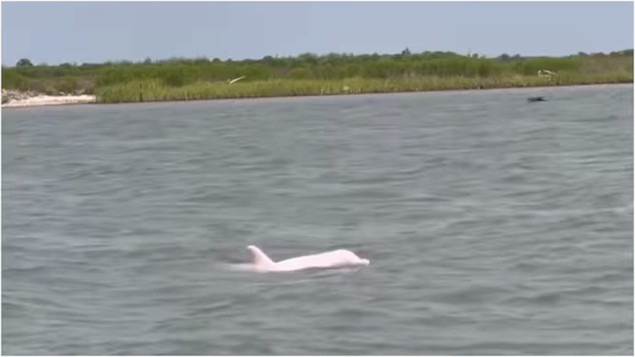 Viral Video | లూసియానా తీరంలో కంట‌ప‌డిన‌ పింక్ డాల్ఫిన్స్