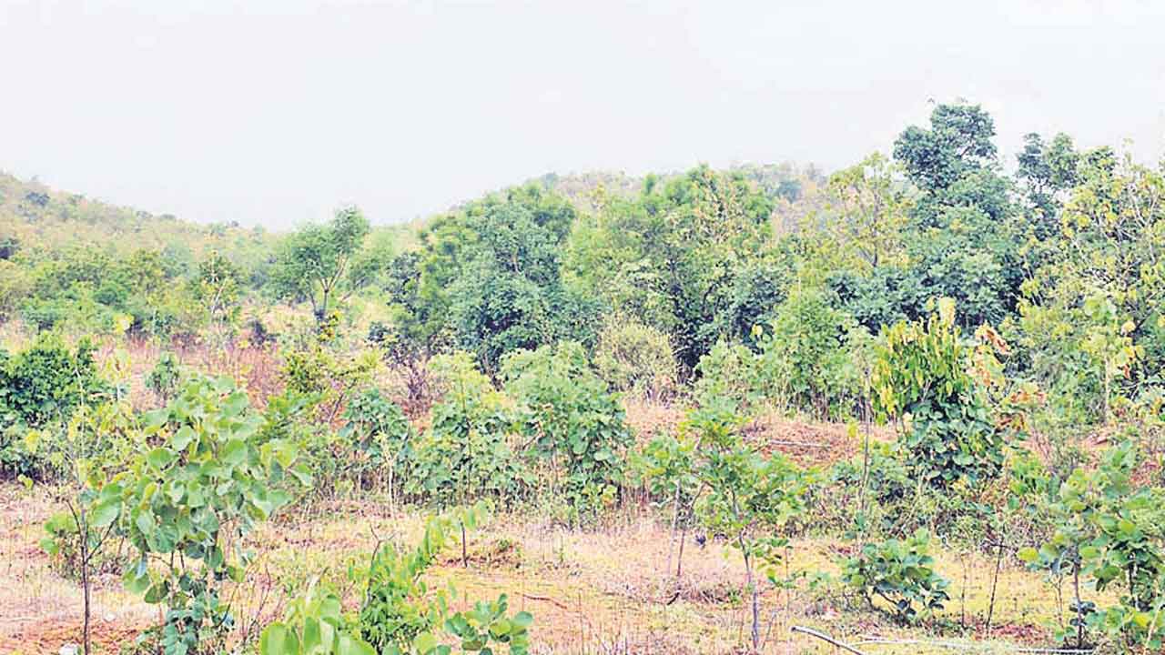 అడవికి జీవం