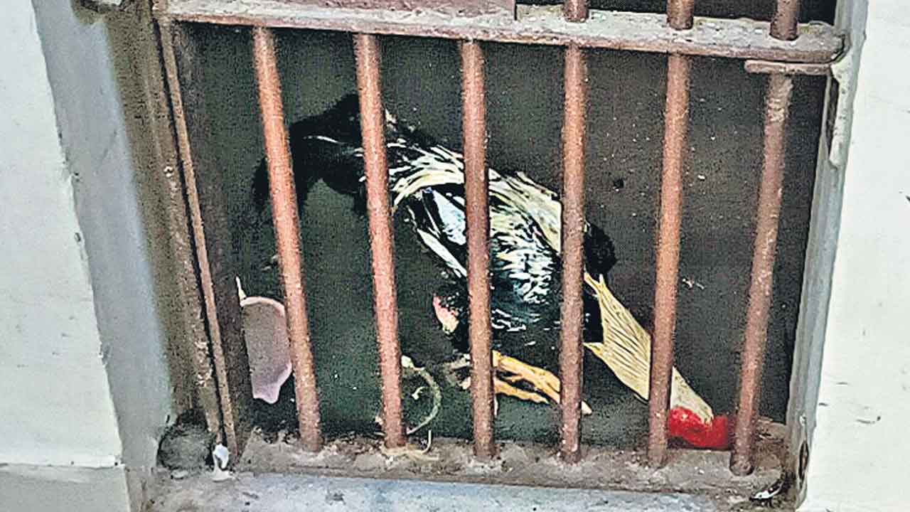 Jadcherla | లాకప్‌లో కోడిపుంజు.. ఇంతకీ ఏం నేరం చేసింది?