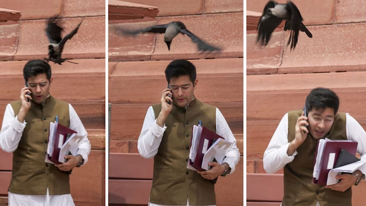 MP Raghav Chadha: జూట్ బోలే క‌వ్వా కాటే.. పార్ల‌మెంట్ ఆవ‌ర‌ణ‌లో ఎంపీ రాఘవ్ చ‌ద్దాపై కాకి అటాక్