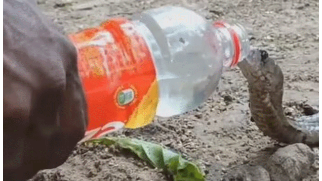 Viral Video | ప్రాణాల‌ను ప‌ణంగా పెట్టి పామును బతికించాడు..!