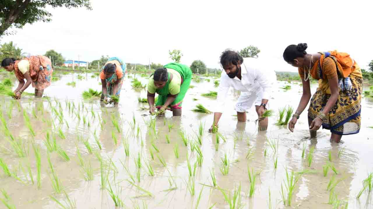 Mahabubnagar | రైతులా మారి ఎరువులు చల్లి..కూలిలా మారి నాటు వేసిన మంత్రి