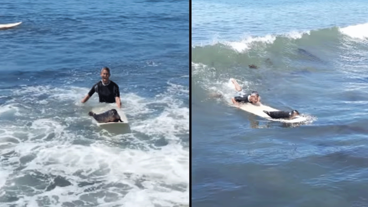 Viral Video | ప‌సిఫిక్ బీచ్‌లో స‌ర్ఫింగ్‌ను ఎంజాయ్ చేసిన ఉభ‌య‌చ‌రం