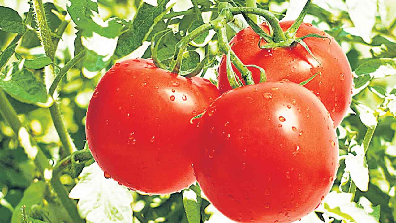 కూరగాయల పంట.. లాభాలు ఇంట..