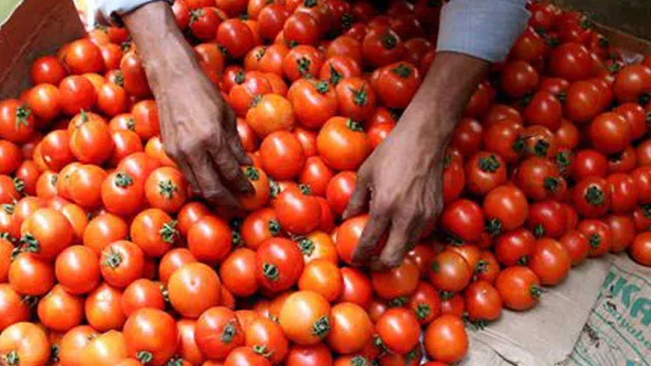 Andhra Pradesh | ట‌మాటాల కోసం.. పొలంలో నిద్రిస్తున్న రైతును చంపేశారు..